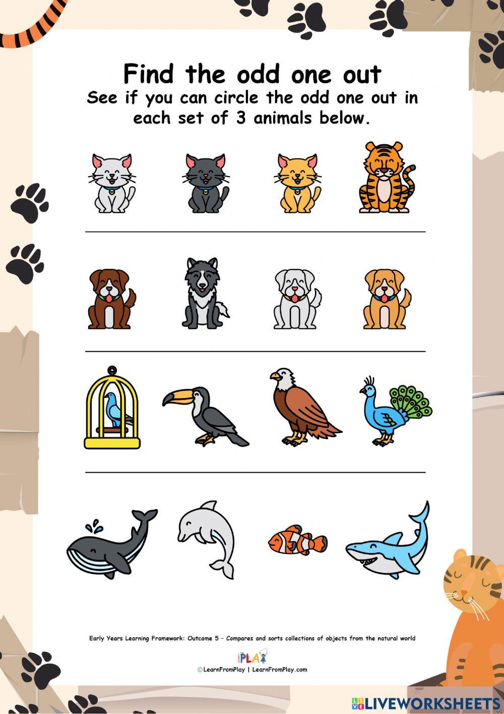 We Found A Cat - Odd One Out