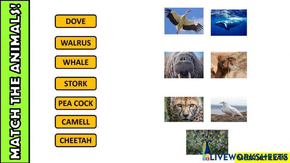 Animals body parts