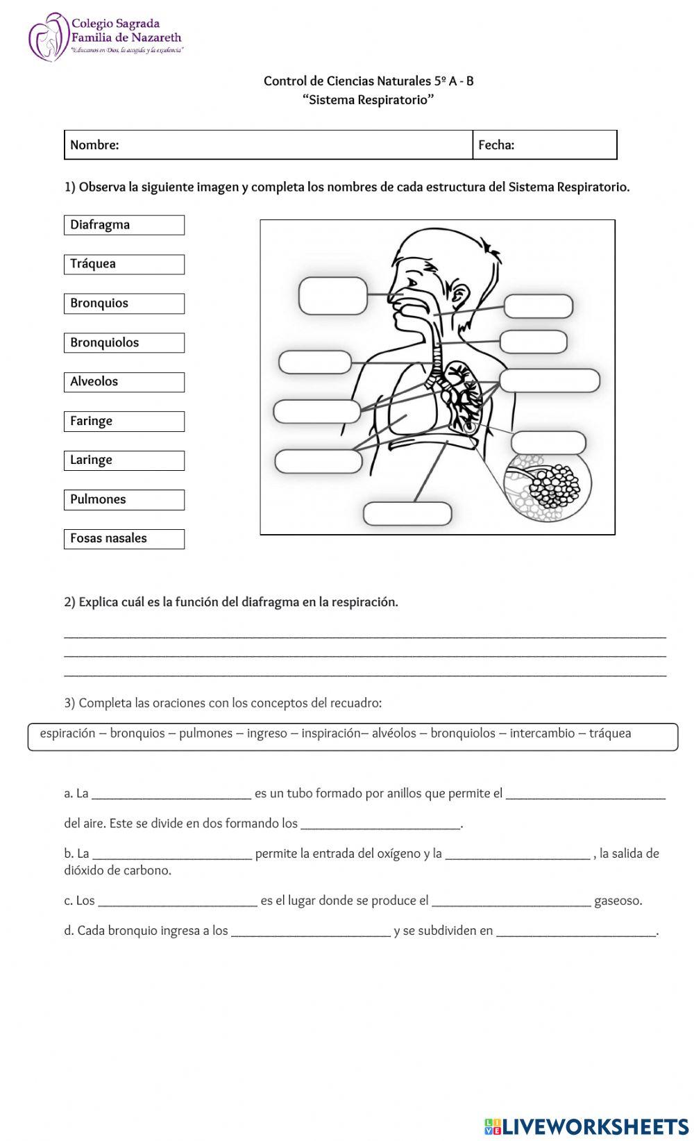 Sistema respiratorio