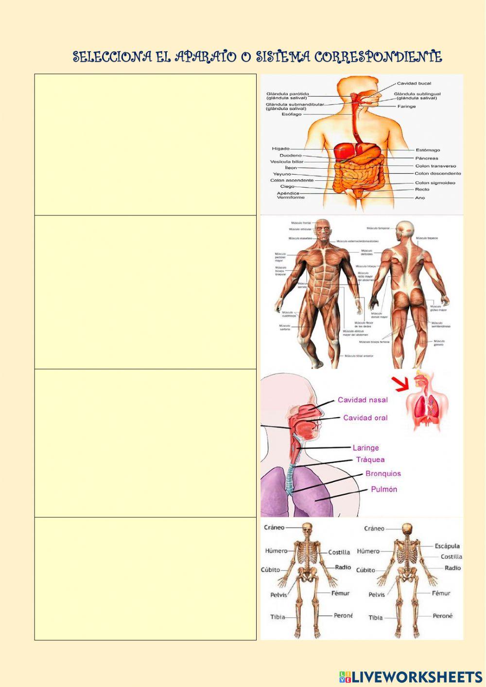 Sistemas cuerpo humano