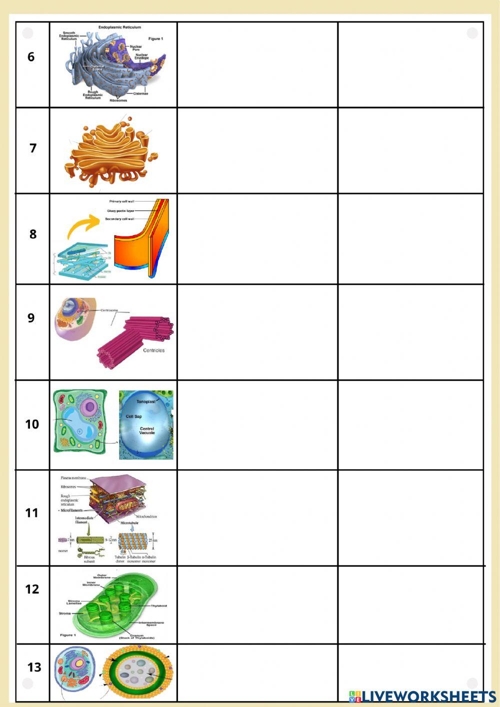 Struktur dan Fungsi Sel Sukariotik