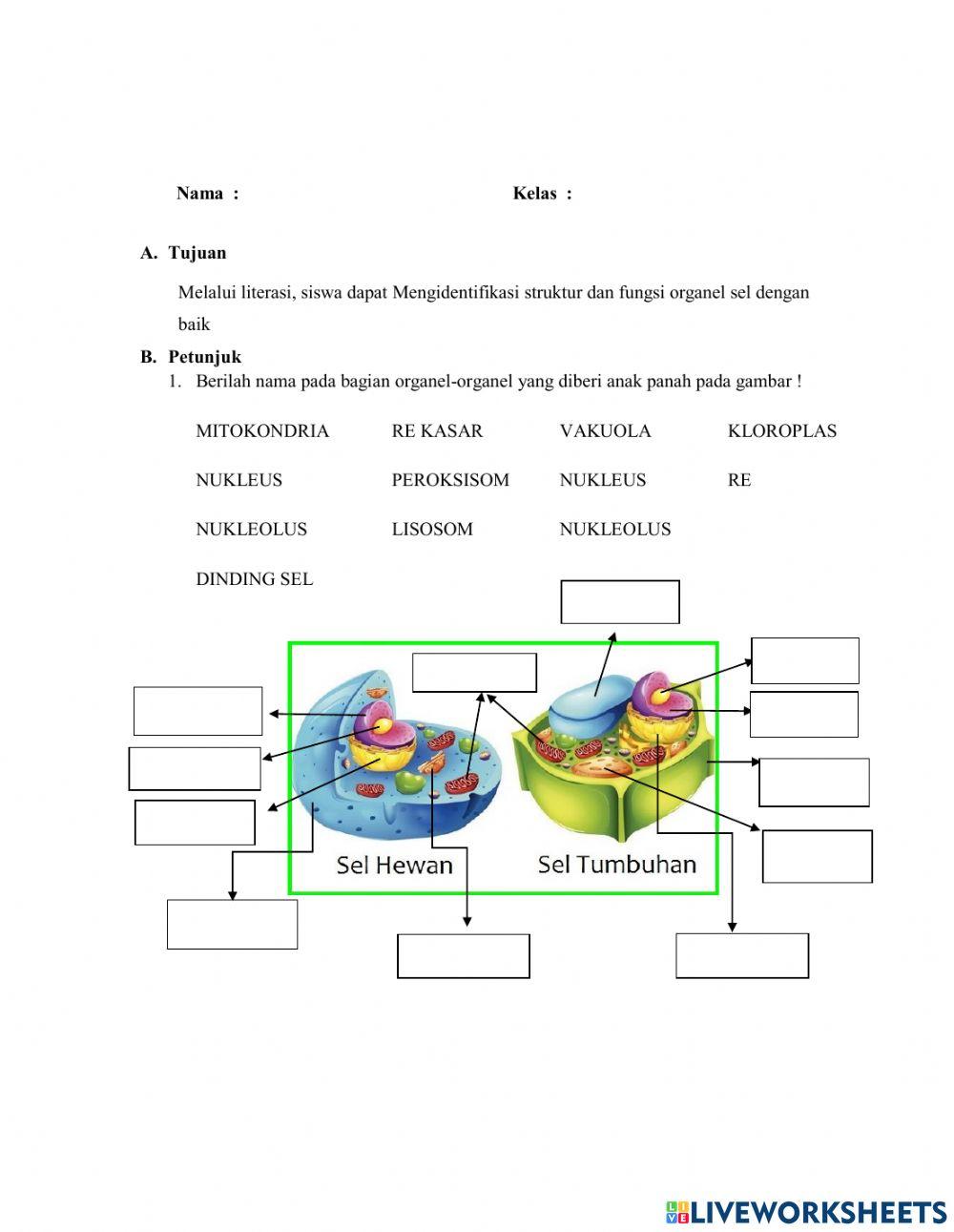 Lks sel tumbuhan dan hewan