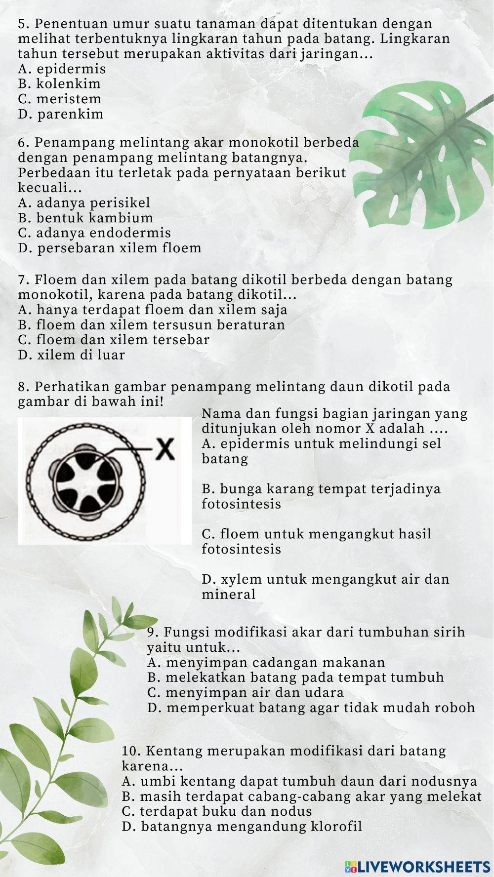 Struktur Sel pada Jaringan Tumbuhan dan Fungsi Organ pada Tumbuhan beserta Modifikasinya