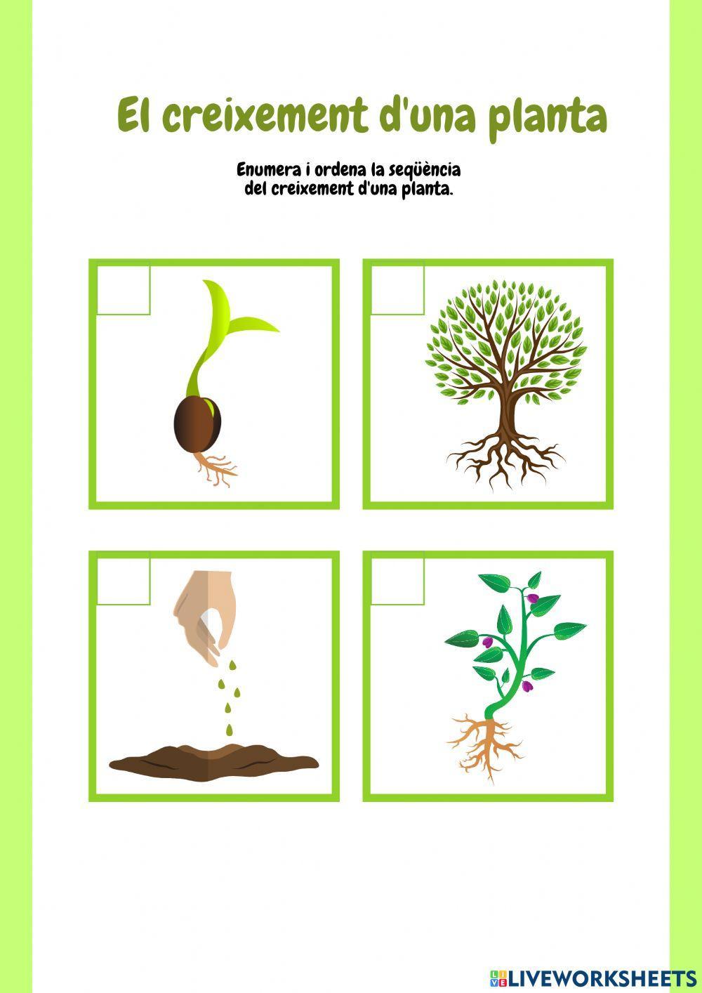 El creixement d'una planta