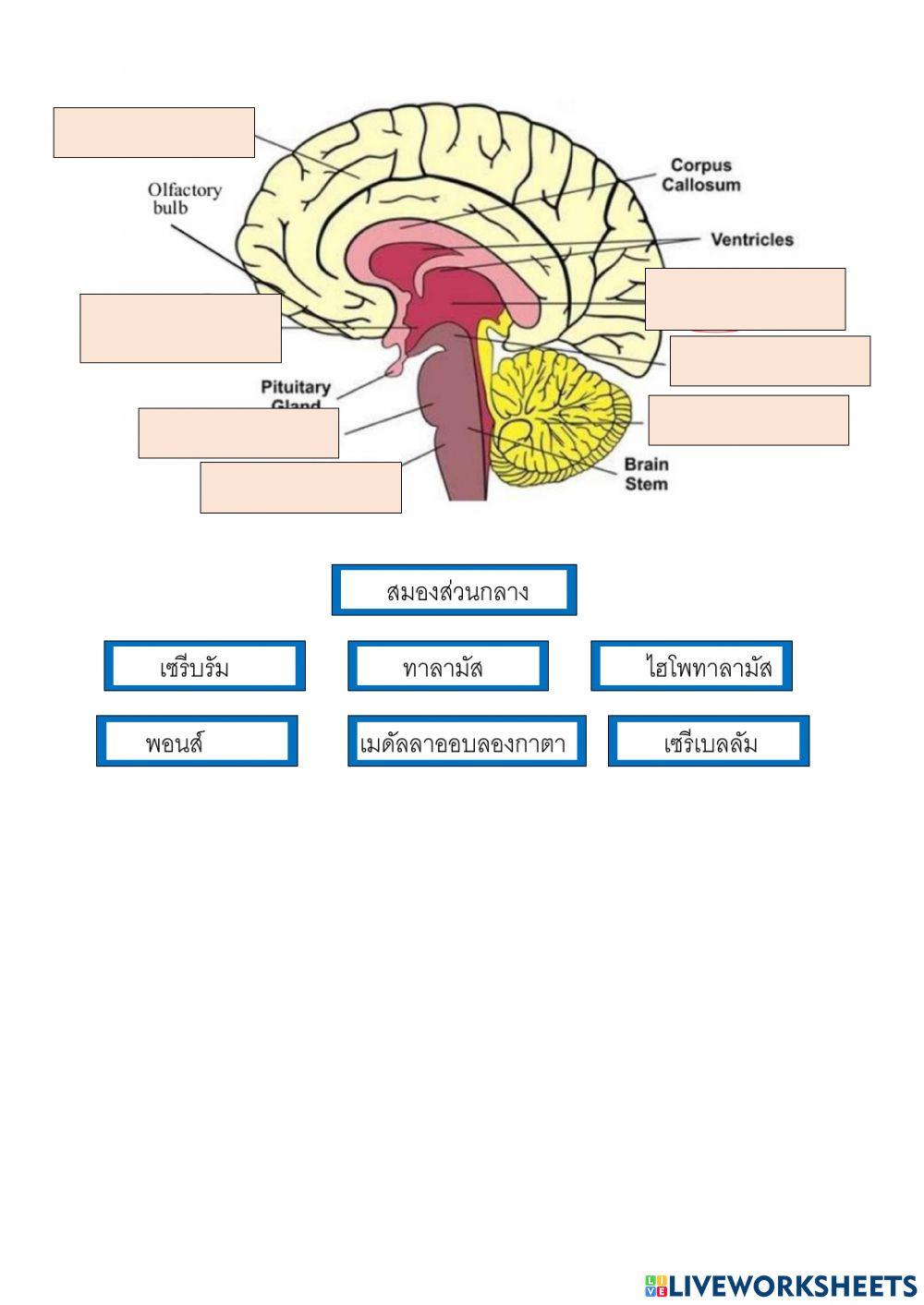 โครงสร้างสมองของนุษย์ 1