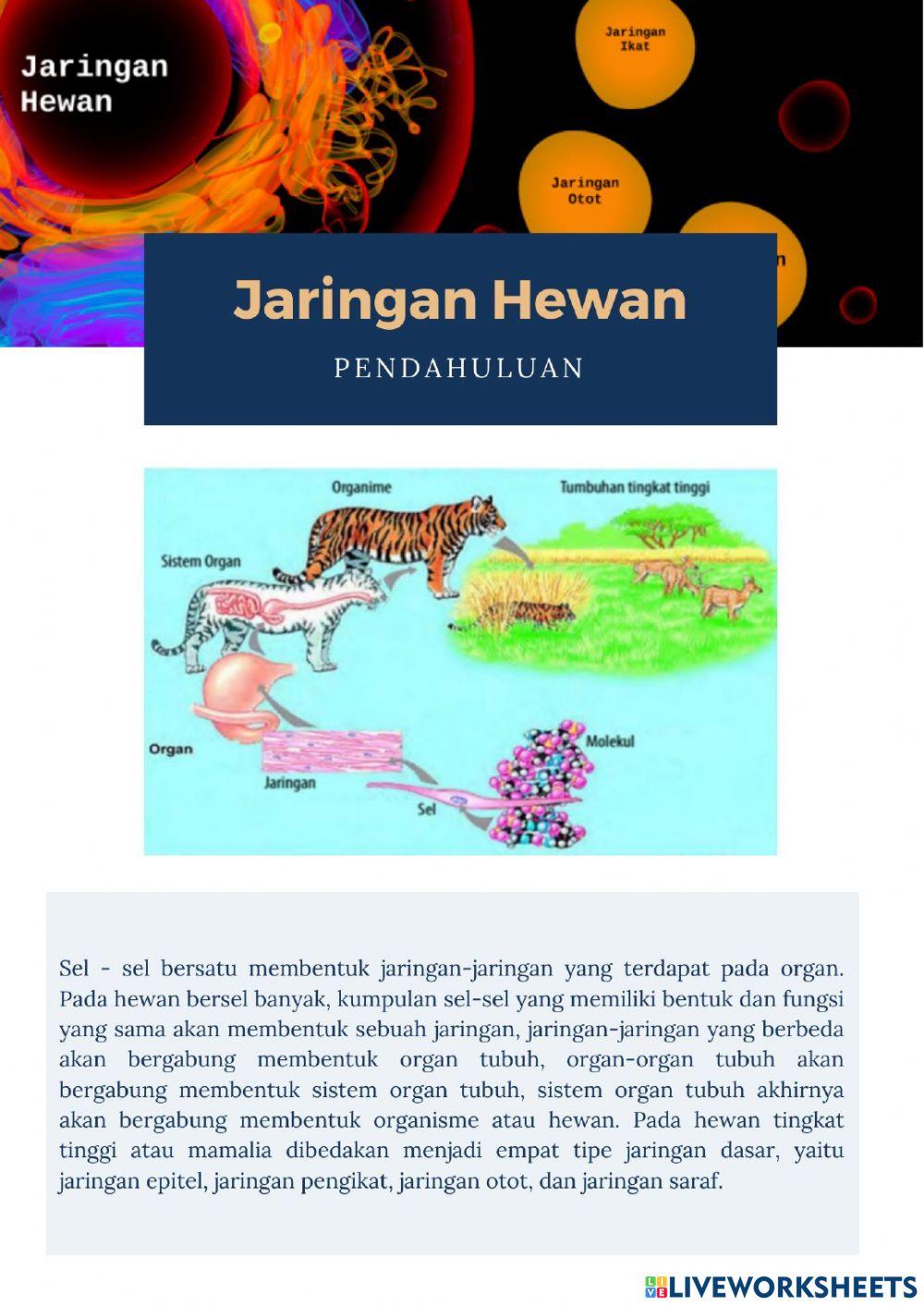 Jaringan Hewan