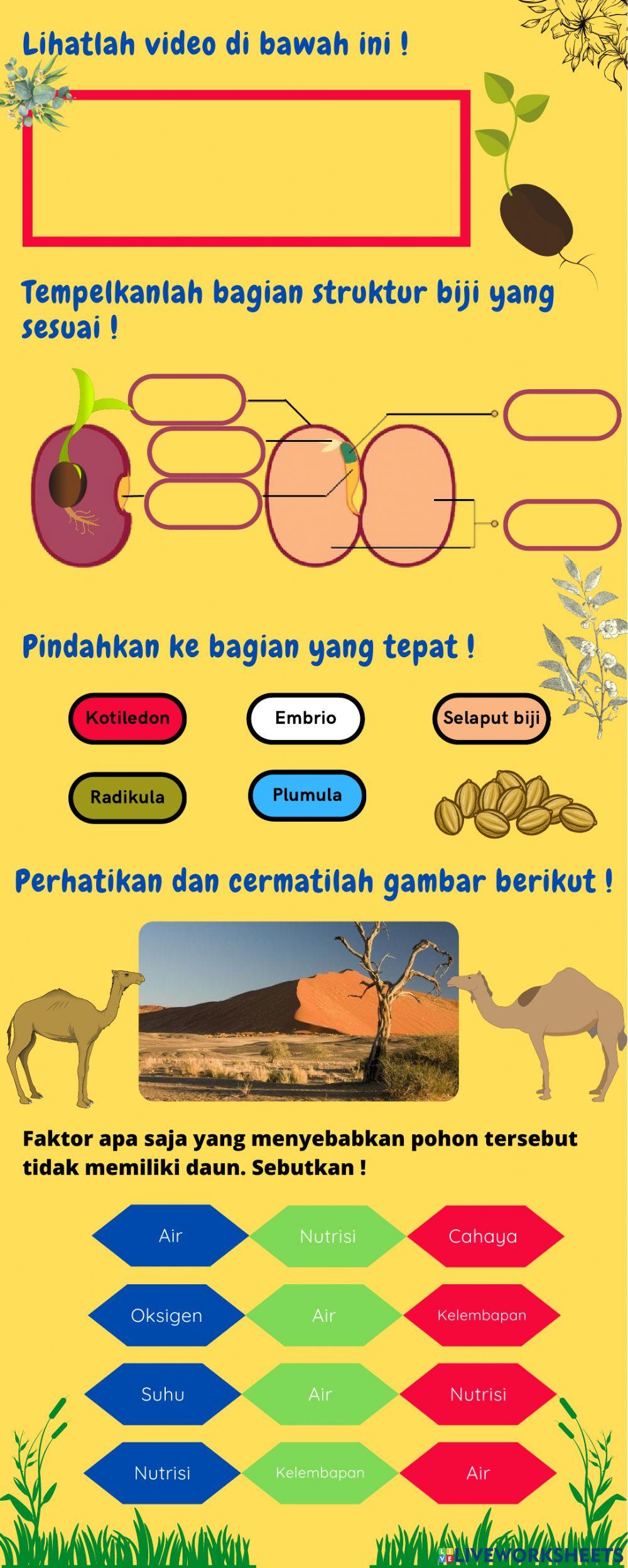 E-LKPD Pertumbuhan dan Perkembangan Tumbuhan