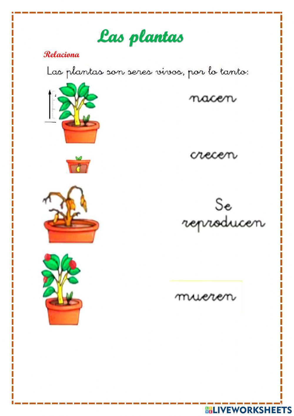 Las plantas