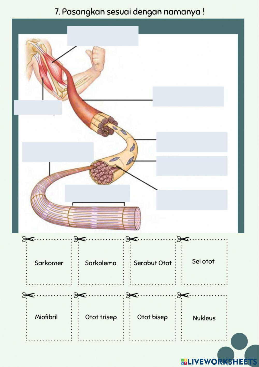 LKPD Struktur dan Fungsi Jaringan Hewan