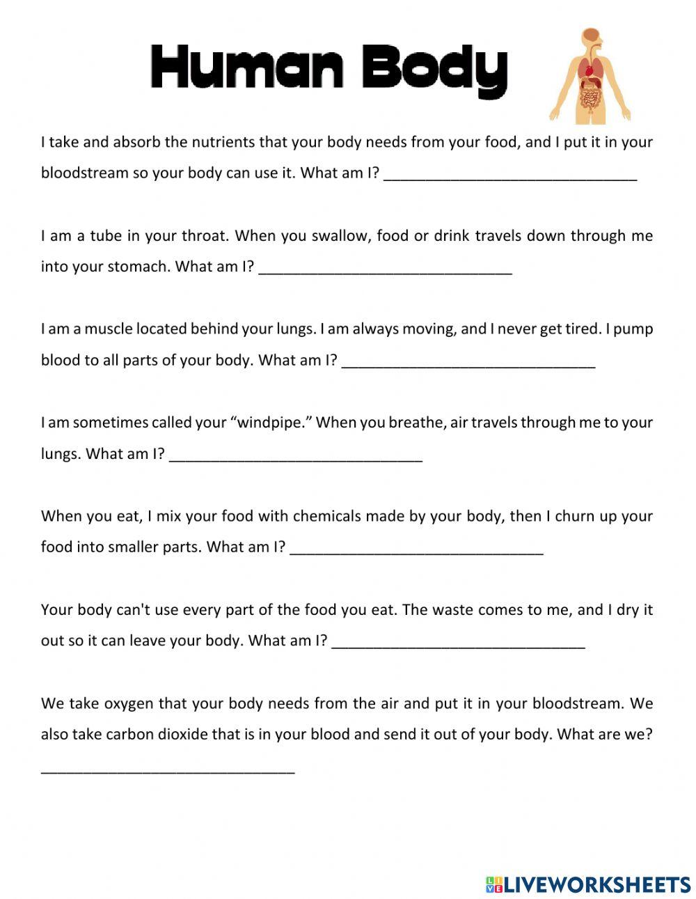 Body Systems Worksheet