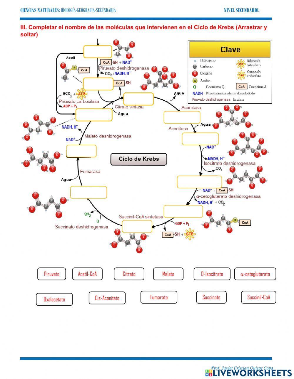 11. Ciclo de Krebs y fosforilacion oxidativa
