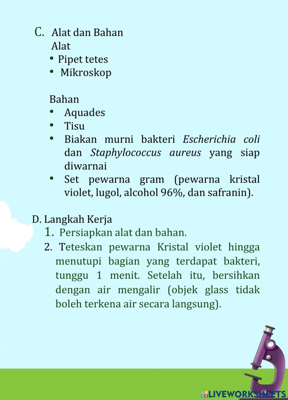 Pewarnaan Gram Bakteri