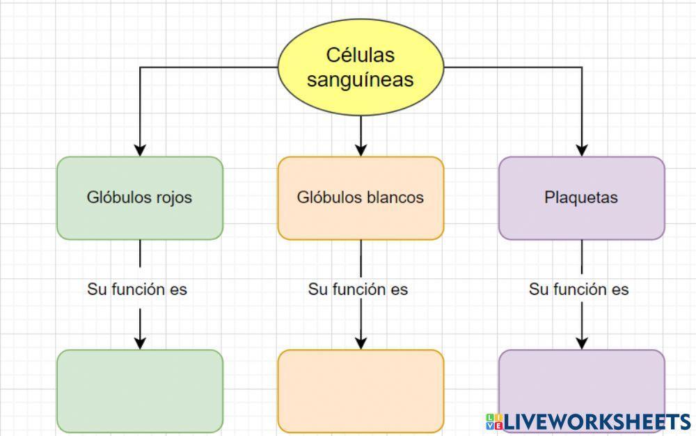 Función Células sanguíneas