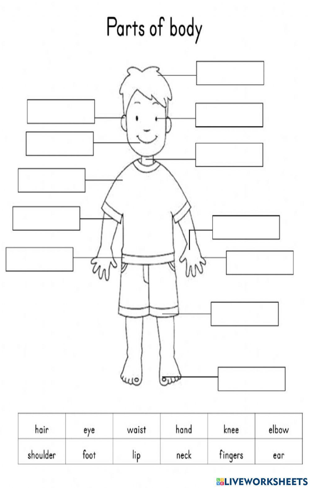 CW JUN 6 th BODY PARTS