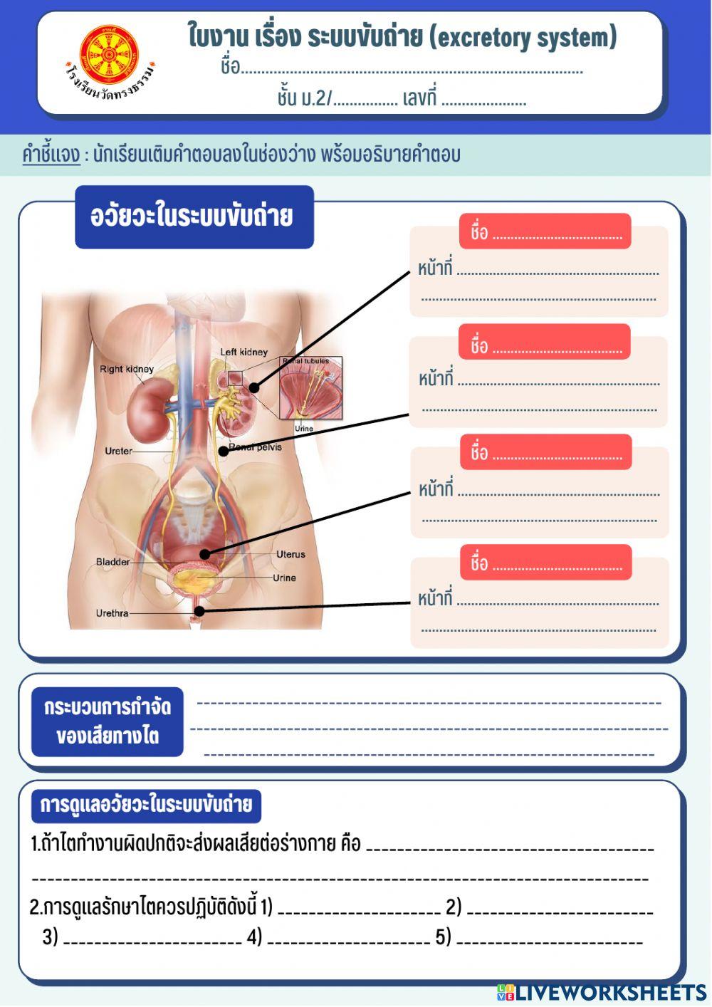 ระบบขับถ่ายของเสียทางไต