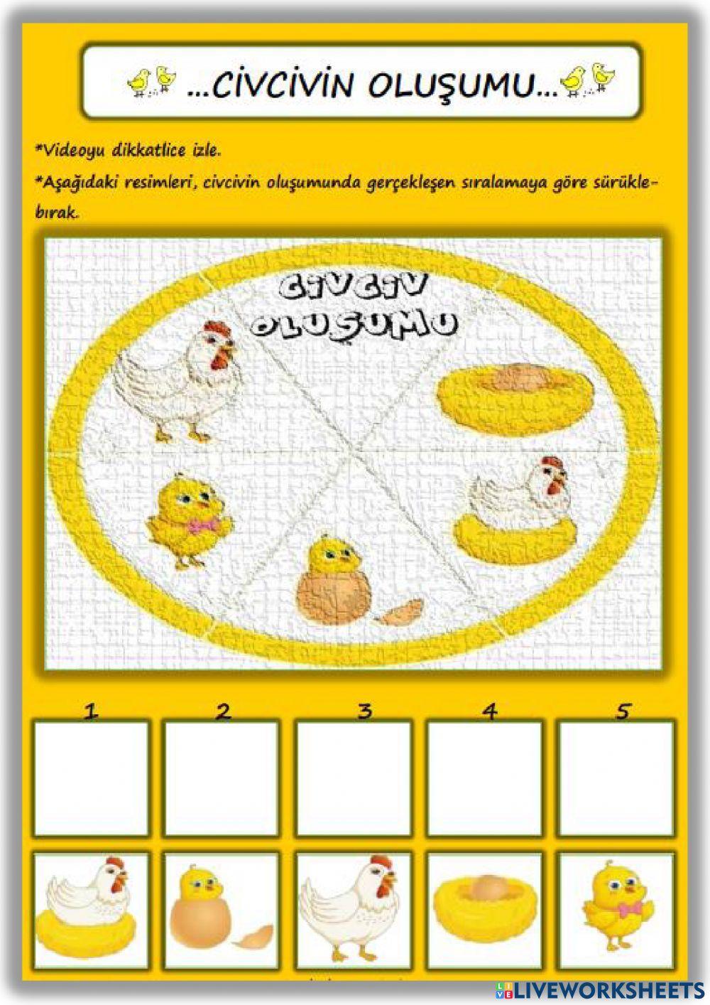 CİVCİVİN OLUŞUMU