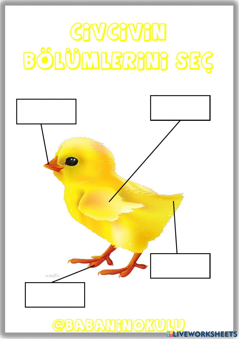 CİVCİVİN OLUŞUMU