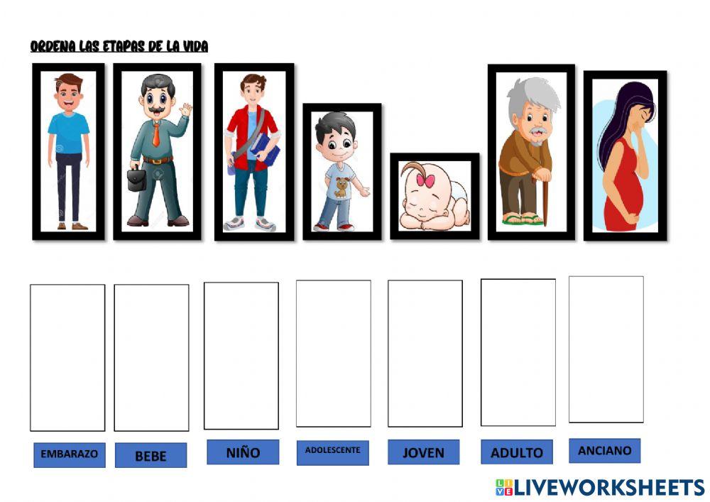 Etapas de la vida
