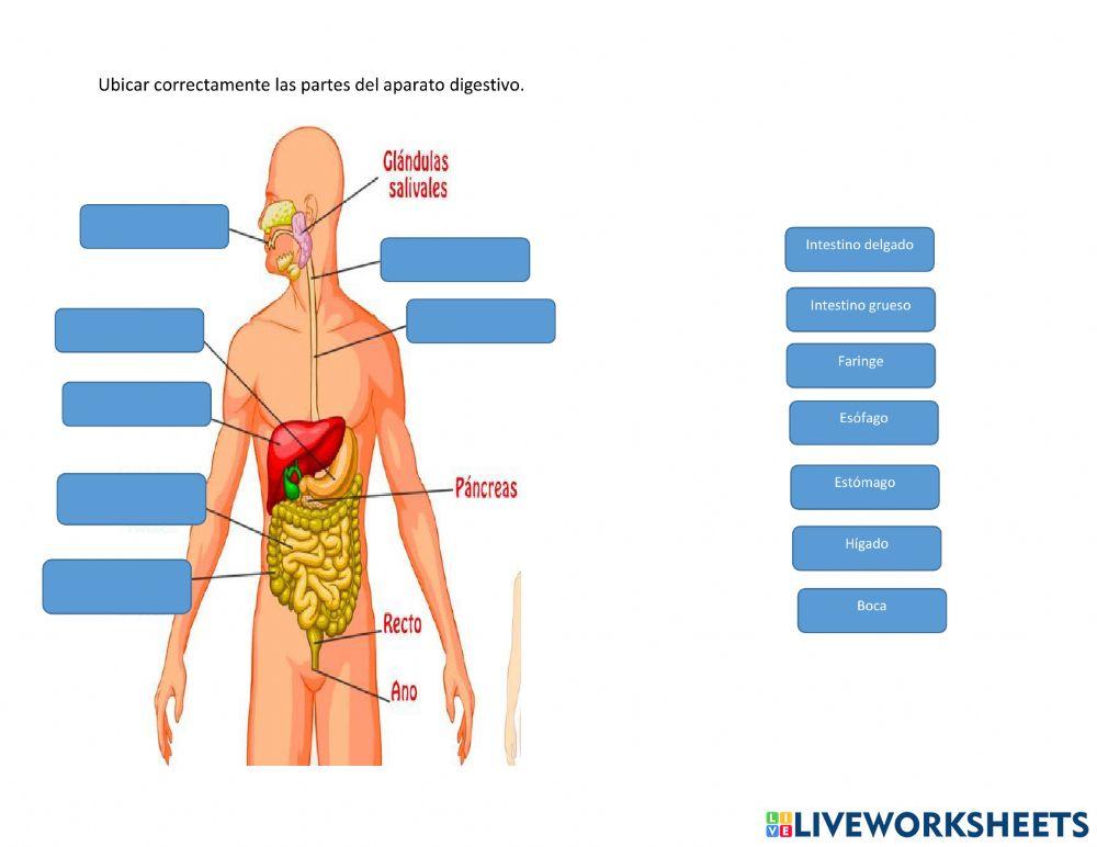 Partes del sistema digestivo