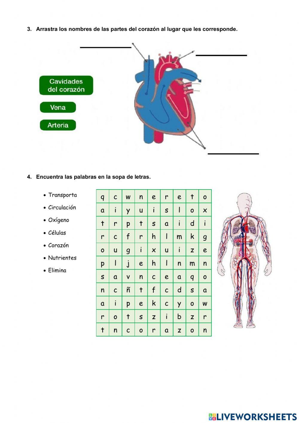 Sistema Circulatorio