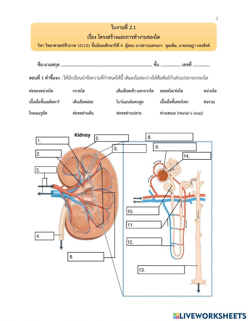 โครงสร้างไตและหน้าที่ของไต