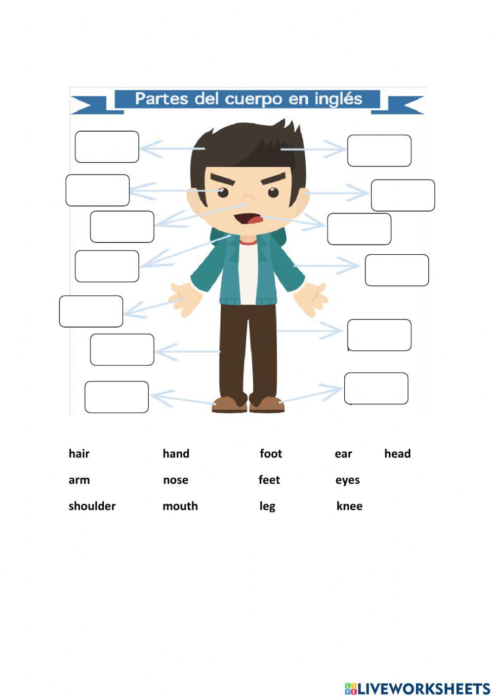 Las partes del cuerpo