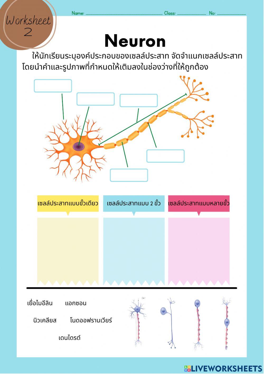2.เซลล์ประสาท 6-4