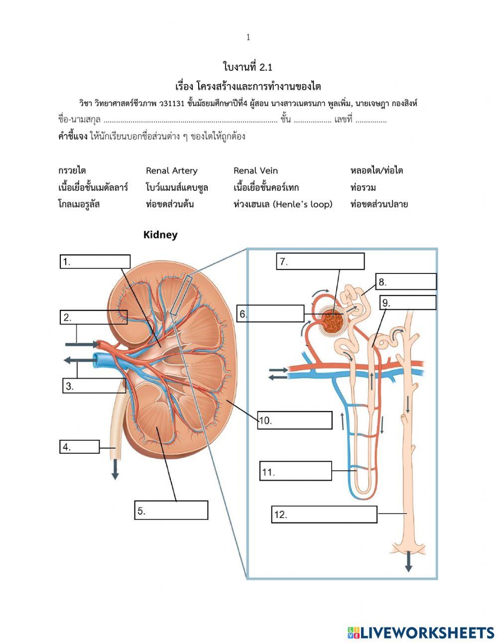 โครงสร้างและการท างานของไต