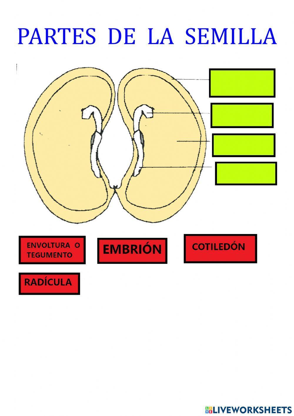 Partes de la semilla.