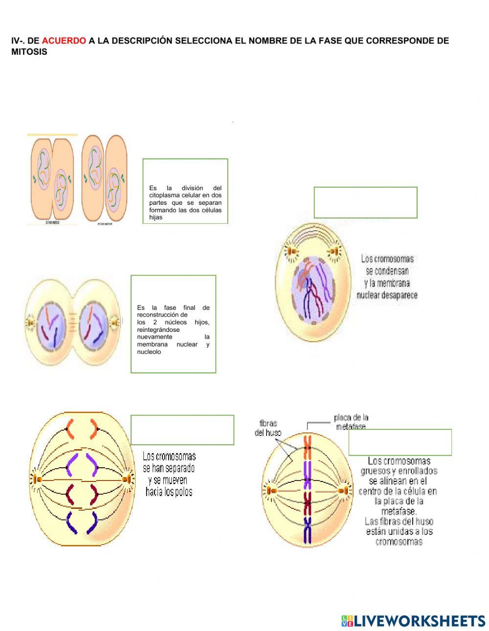 Biologia celular y sus funciones
