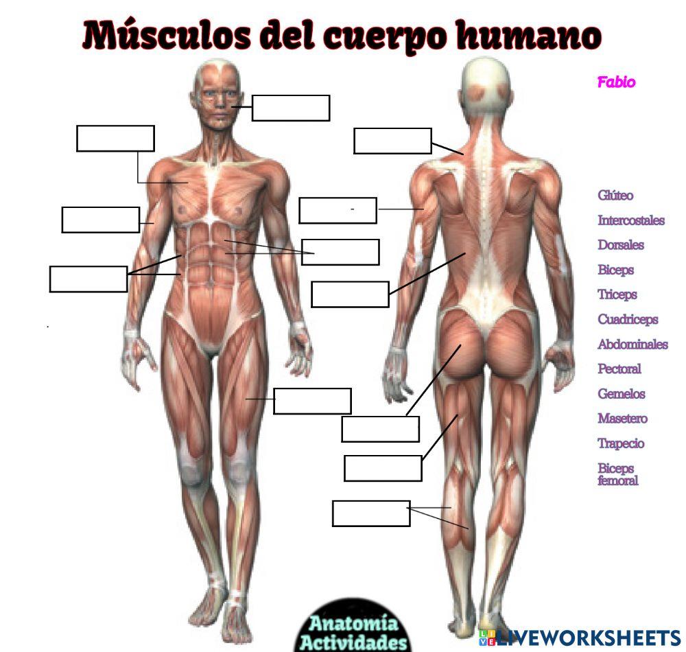 Musculos fabio
