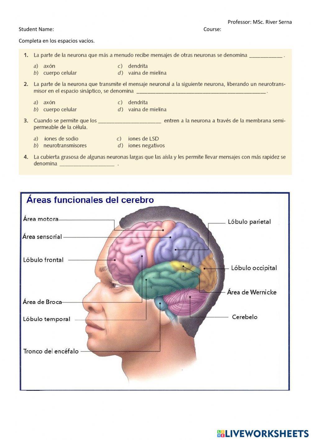 Funciones del cerebro