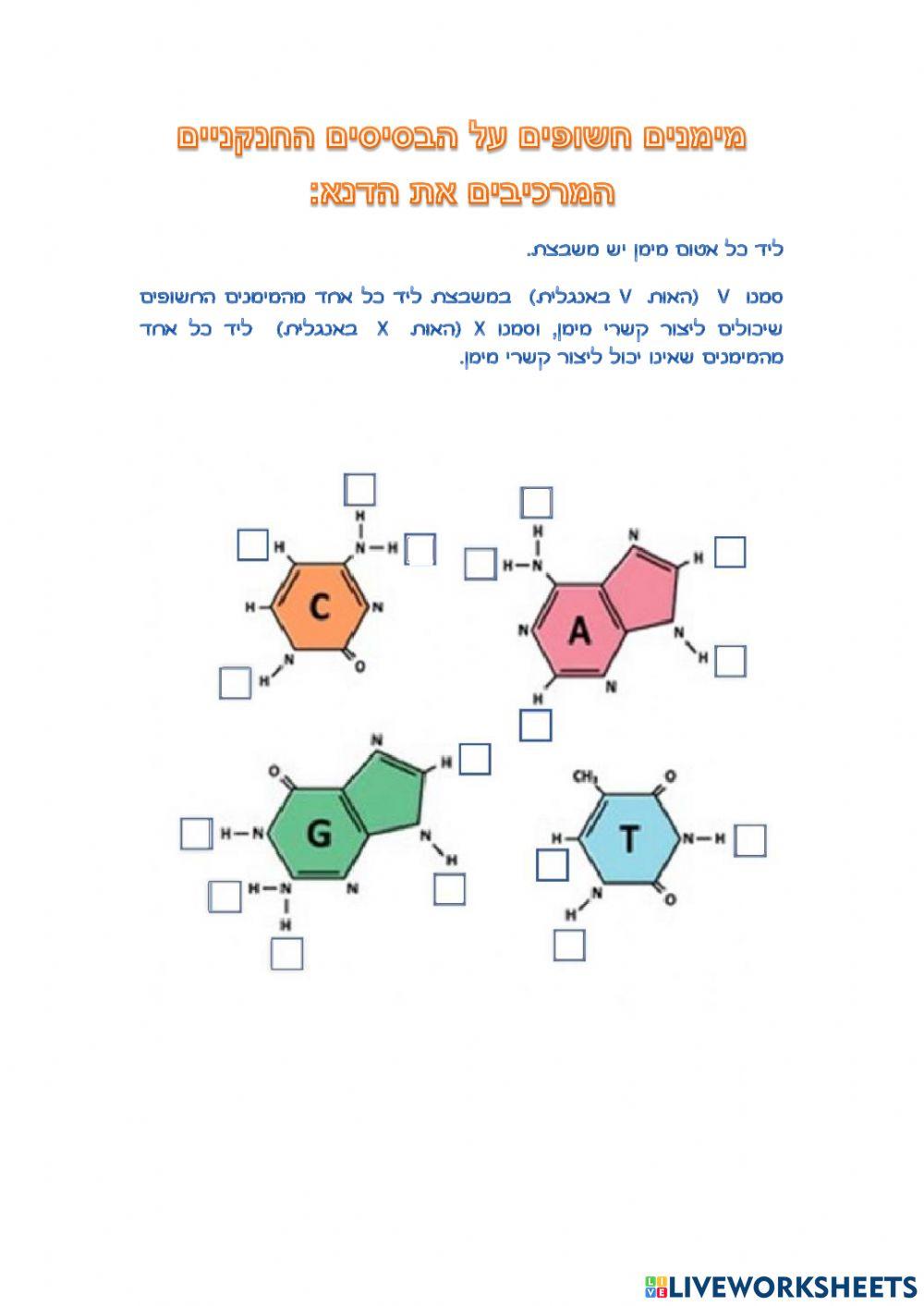 קשרי מימן בבסיסים חנקניים