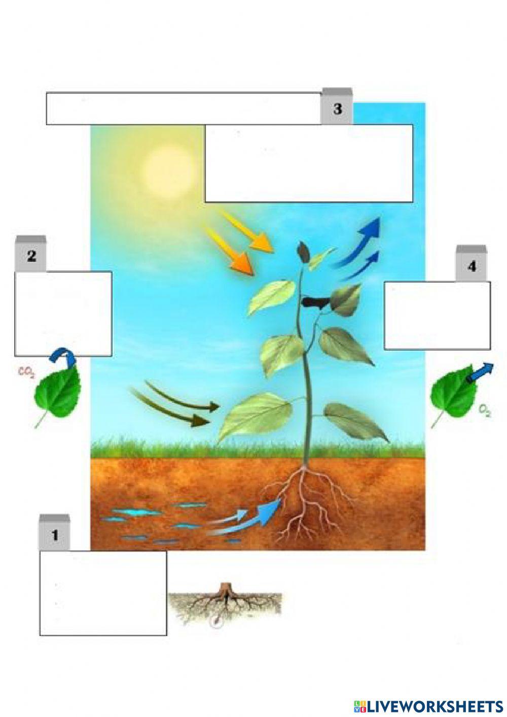 Fotosintesi prozesua