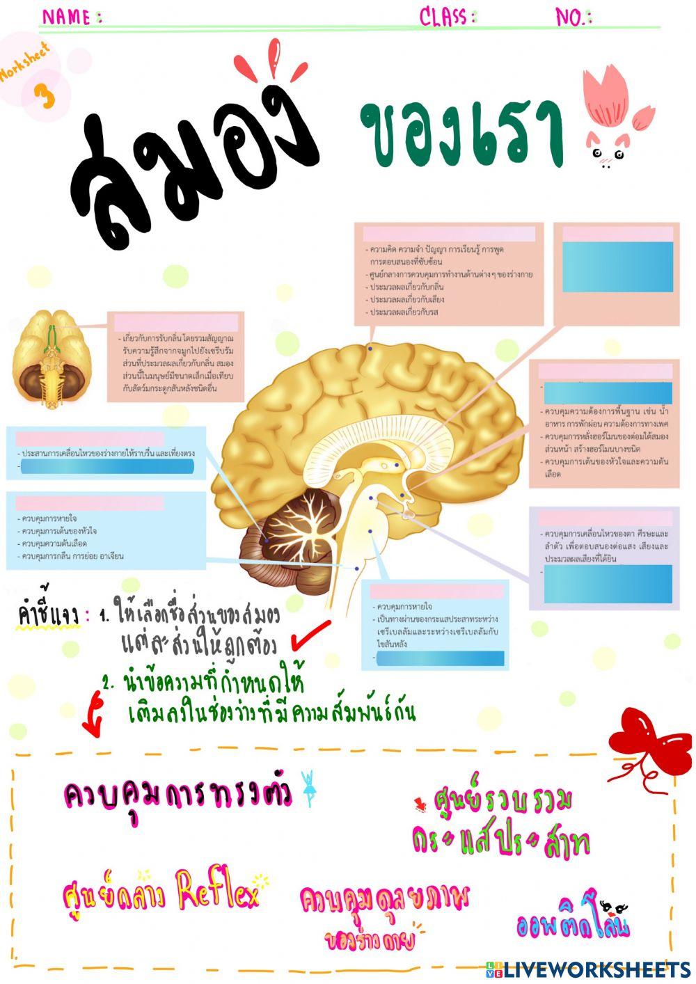 Brain 6-1