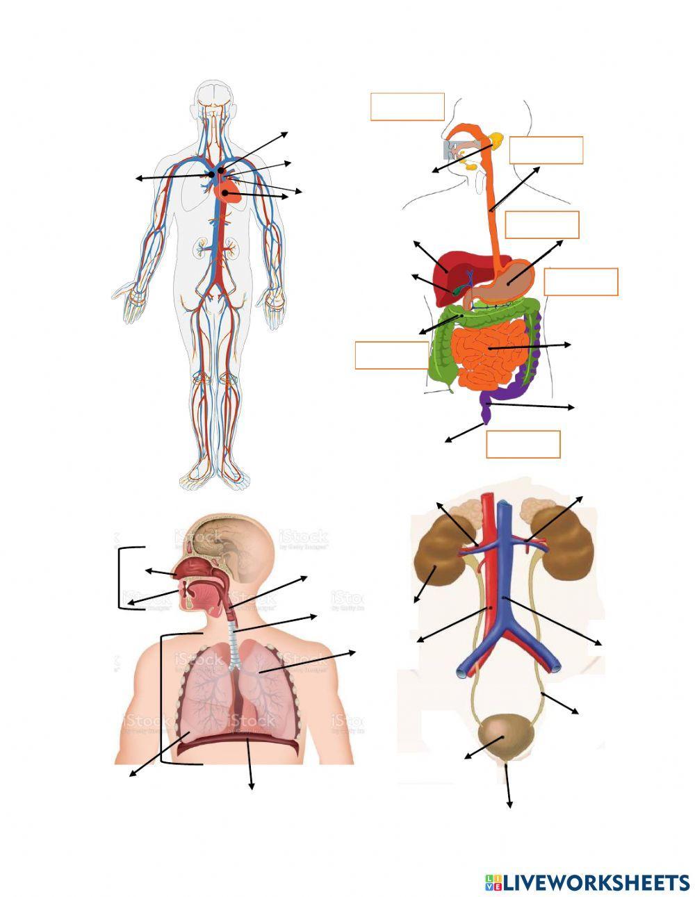 Los sistemas de nutricion