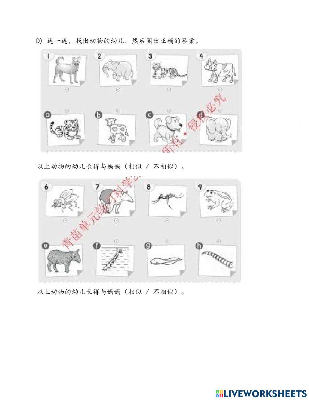 2年级科学 动物成长的变化