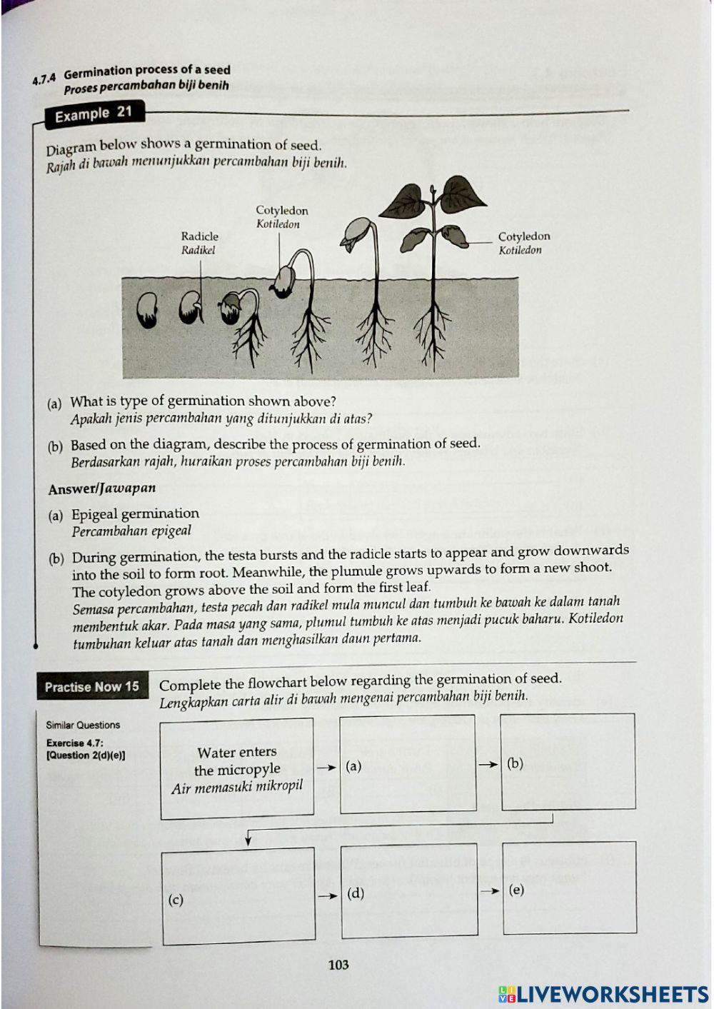 Sains Tingkatan 1 Bab 4 4.7 Plant Reproduction