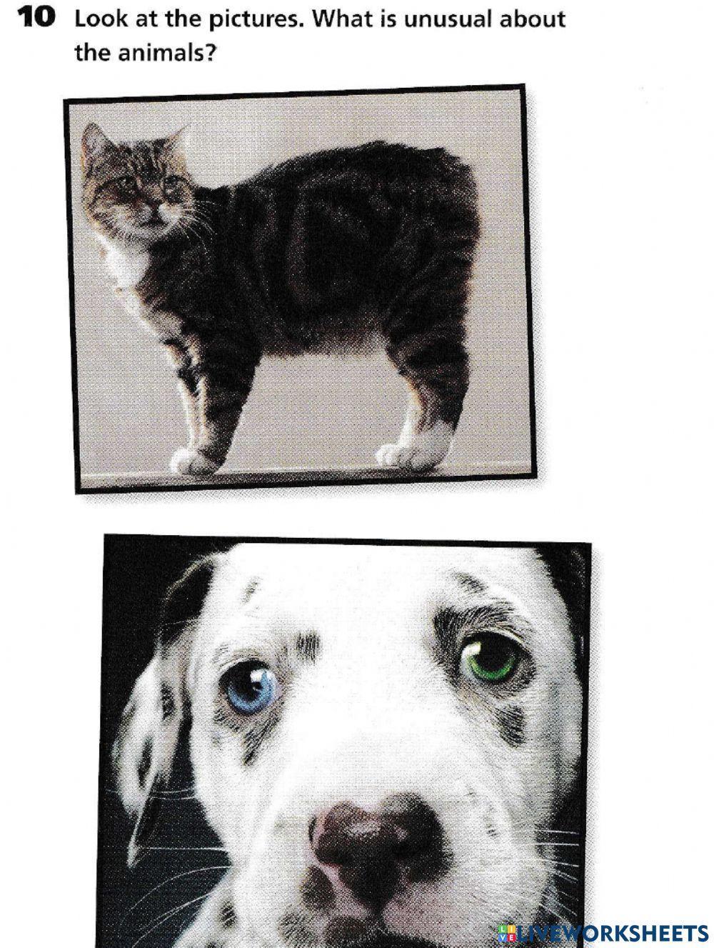 Unusual Cats and Dogs