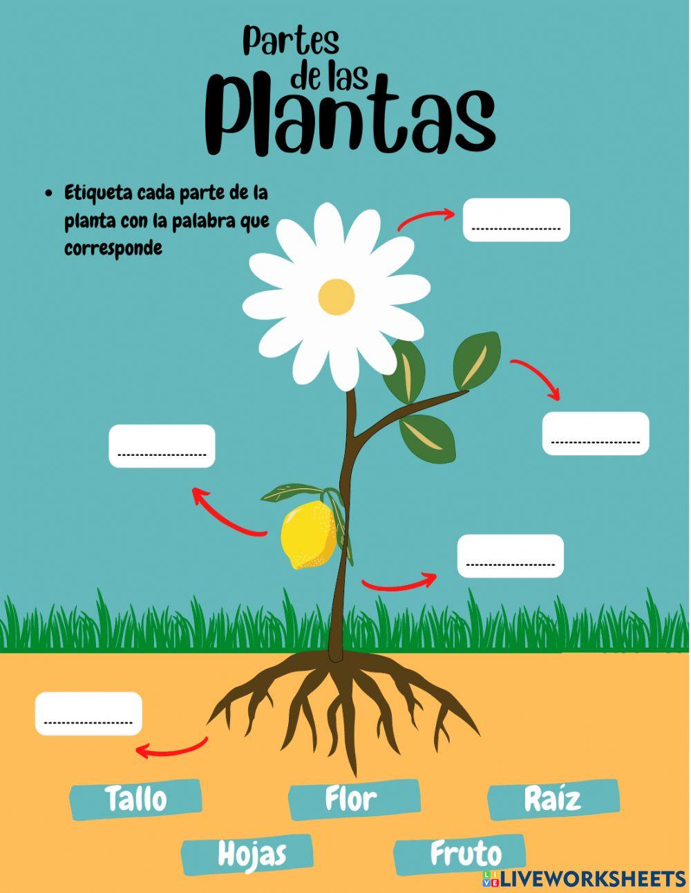 Partes de las plantas y su crecimiento