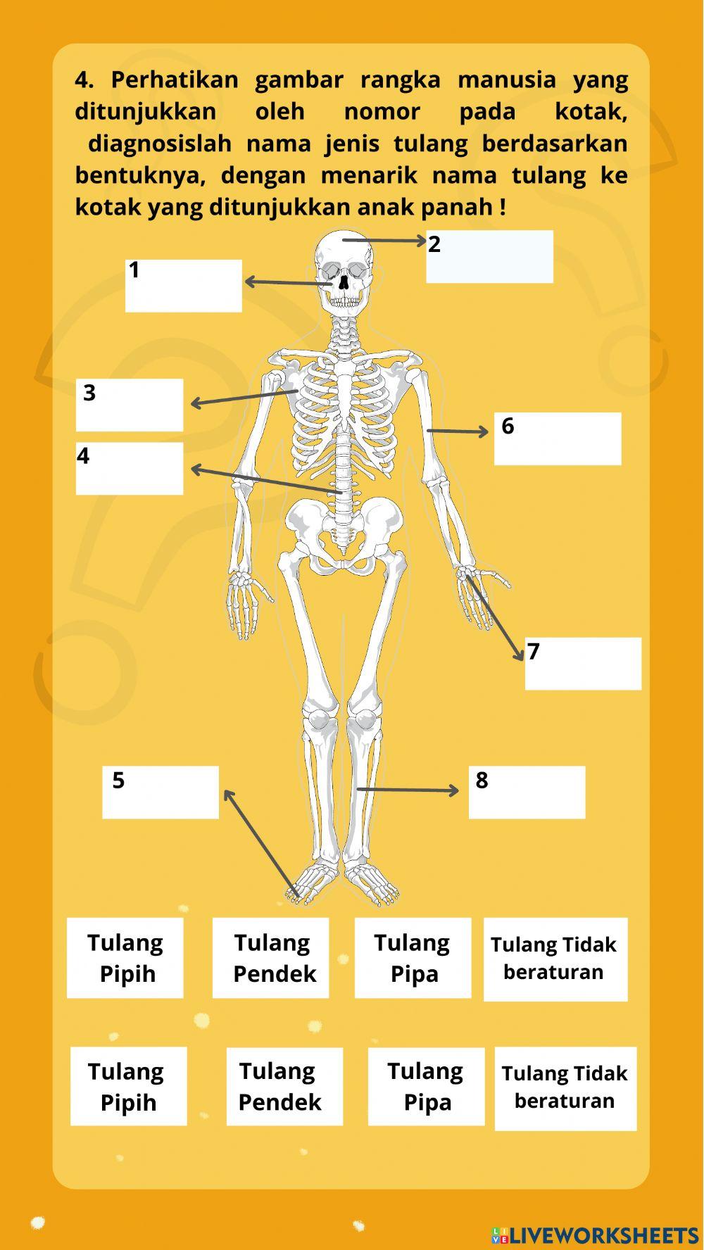 Lkpd sistem gerak manusia pertemuan 1