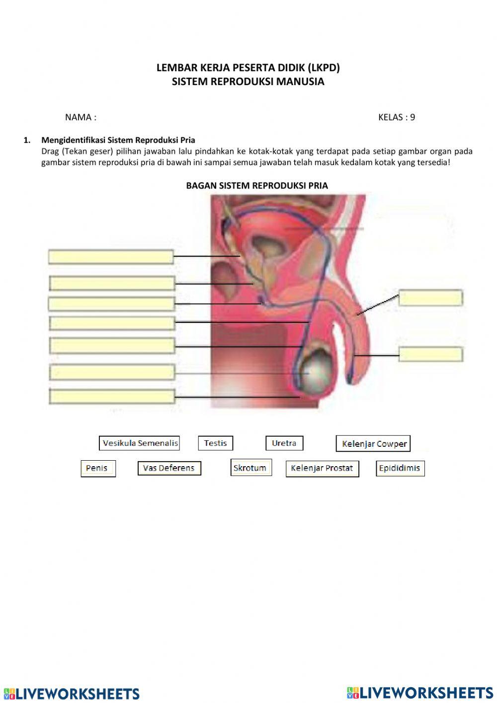 Organ Reproduksi Manusia