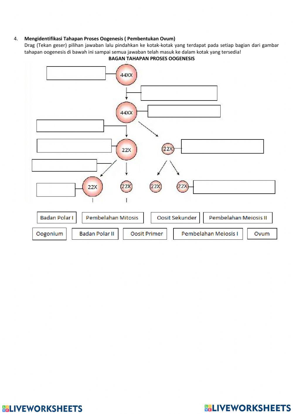 Organ Reproduksi Manusia