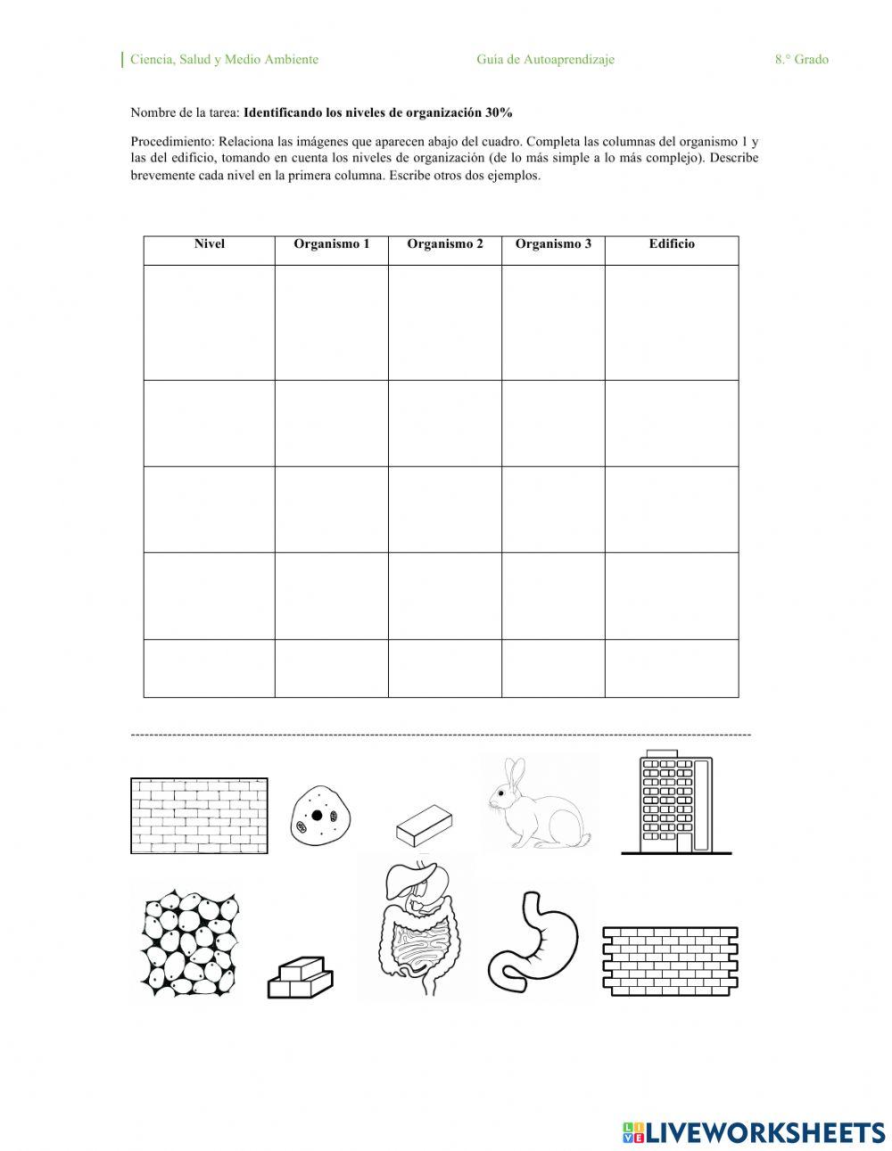 Identificación de los niveles de organización