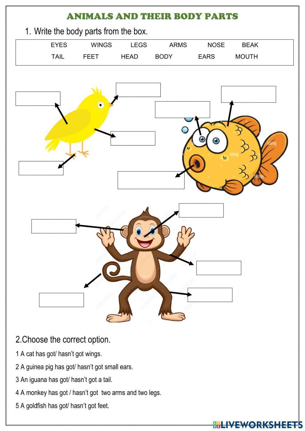 Animals and body parts