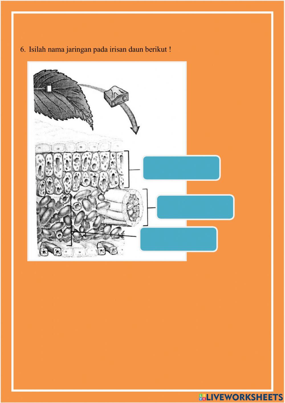 Lkpd sel hewan dan tumbuhan