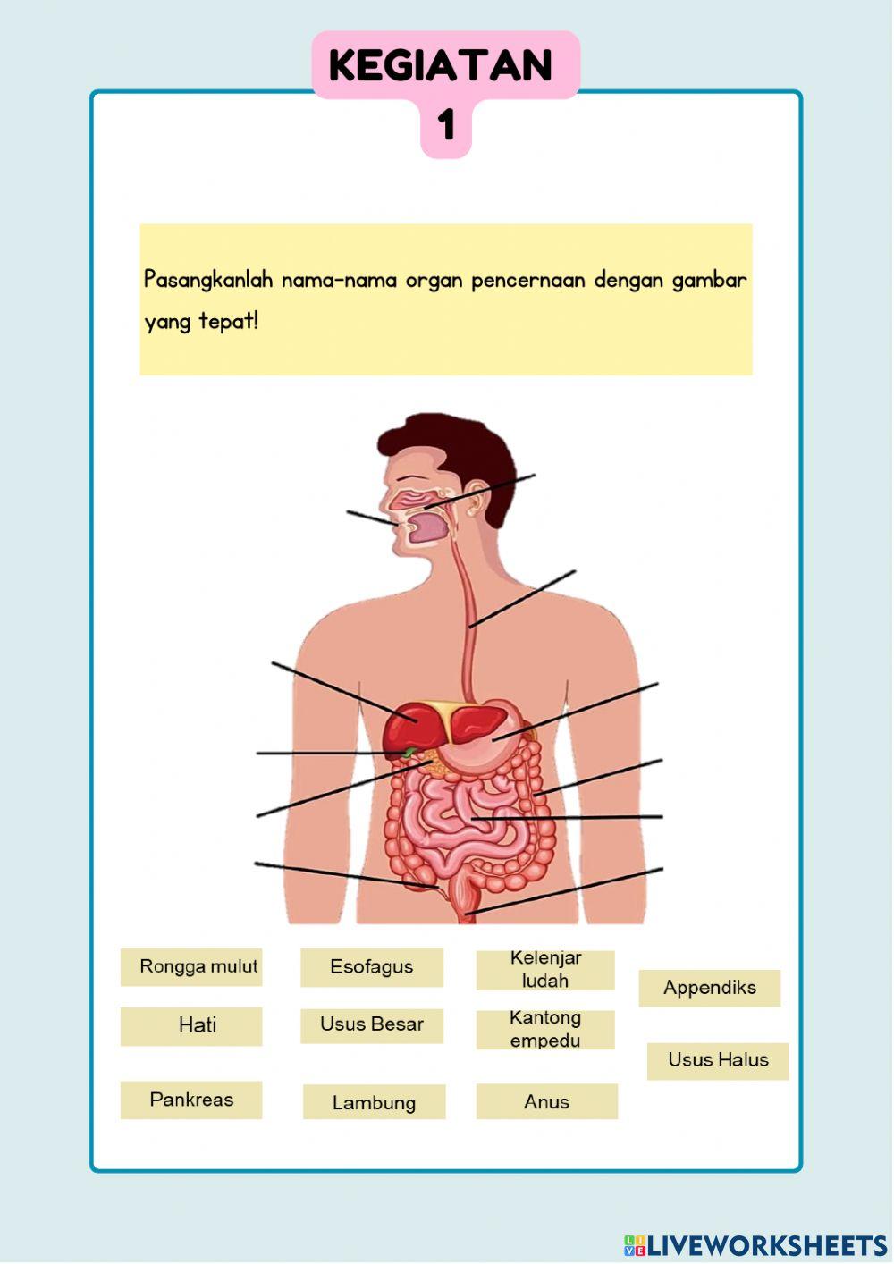 E-lkpd sistem pencernaan 1