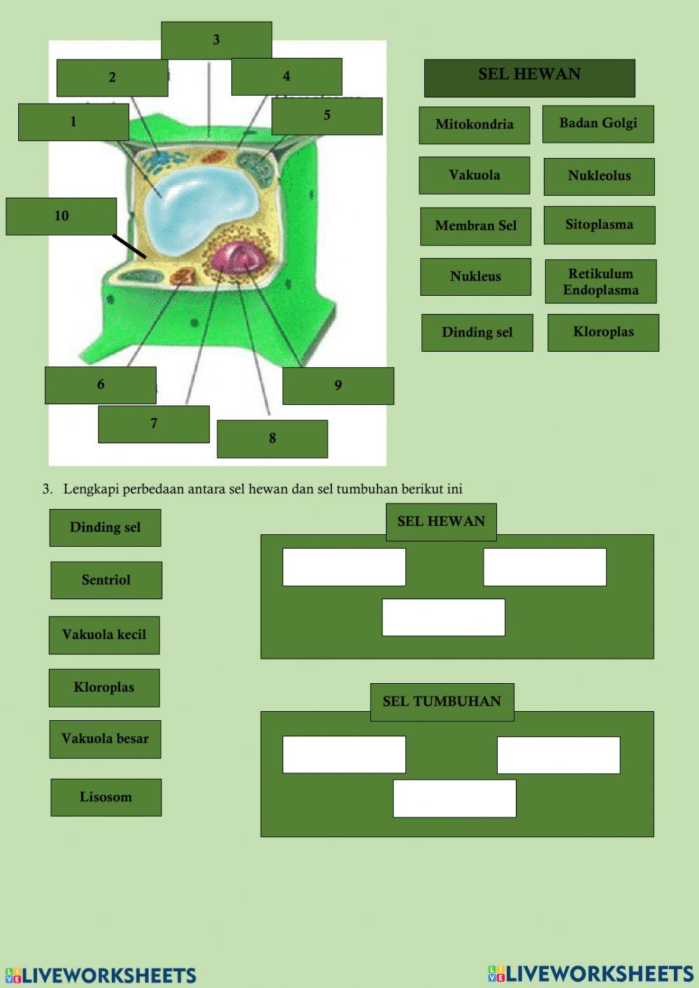 Sel Hewan dan Sel Tumbuhan