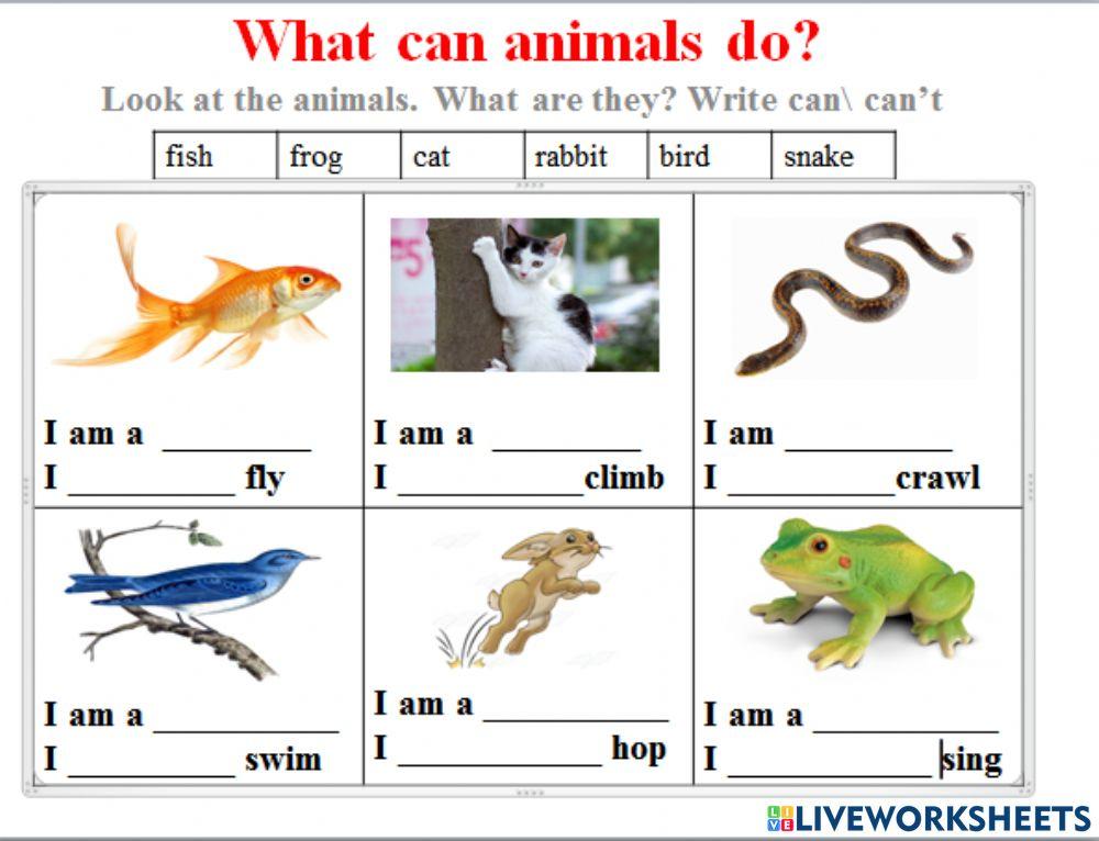 Animals can