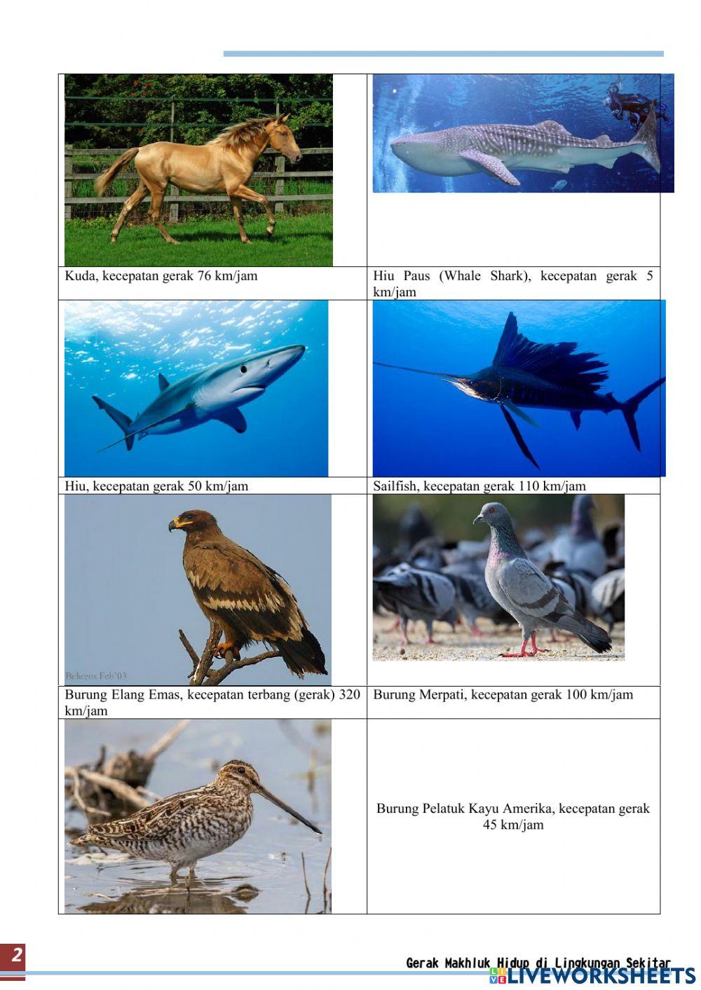 Sistem Gerak pada Hewan